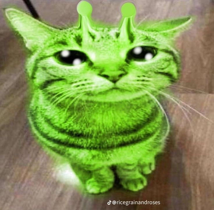 alien cat